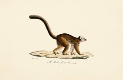 Hvidbrynet brun lemur, han af Jacques Christophe Werner