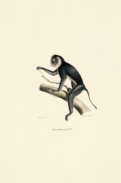 Hvidskuldret silkeabe (hun) af Jacques Christophe Werner