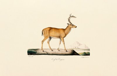 Hvidhalet hjort af Jacques Christophe Werner