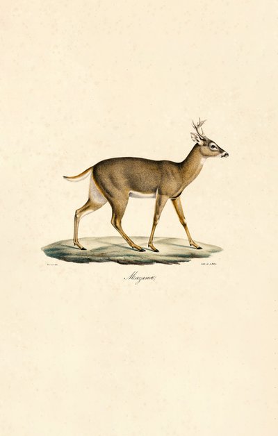 Hvidhalet hjort af Jacques Christophe Werner