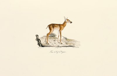 Hvidhalet hjort - kalv af Jacques Christophe Werner