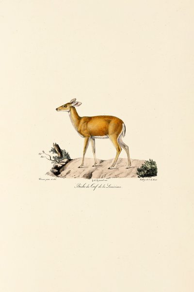 Hvidhalet hjort hind af Jacques Christophe Werner