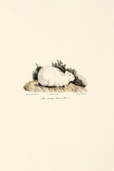 Hvid kanin (Lepus domesticus) af Jacques Christophe Werner