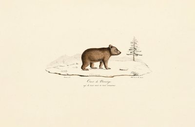 Ung brun bjørn fra Norge af Jacques Christophe Werner