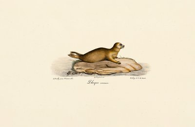 Ung spættet sæl af Jacques Christophe Werner