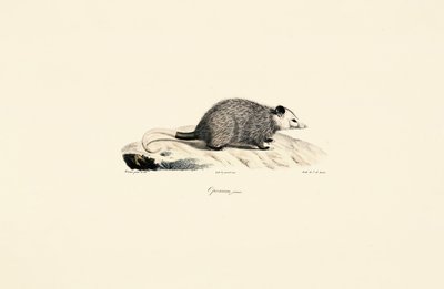 Ung opossum af Jacques Christophe Werner