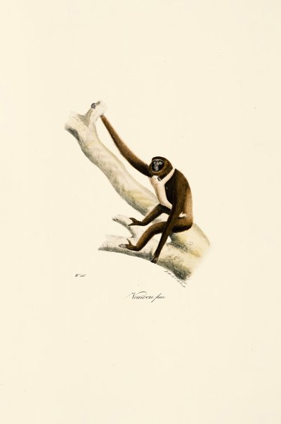 Ung hvidhåndet gibbon (Hylobates lar) af Jacques Christophe Werner