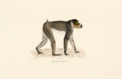 Ung mandrill-han af Jacques Christophe Werner