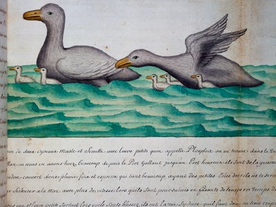 Ænder kaldet Ploplos, Magellan-strædet, akvarel fra logbog af Jacques Gouin de Beauchesne (1652-1730), kaptajn på Compagnie royale de la Mer du Sud, fra 1698 til 1701, Frankrig af Jacques Gouin de Beauchesne