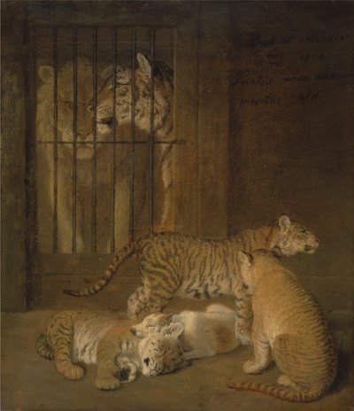 Gruppe af hvalpe opdrættet mellem en løve og en tiger af Jacques Laurent Agasse