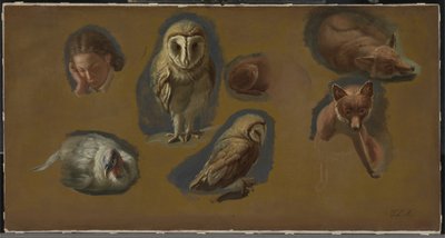 Studier af en ræv, en slørugle, en påne og et ungmandshoved af Jacques Laurent Agasse