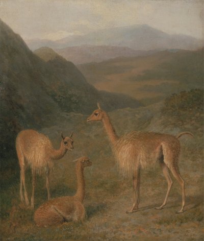Vicunas af Jacques Laurent Agasse