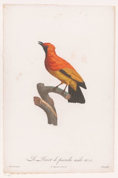 Sort-faced bowerbird på en gren Le Loriot de paradis male nr. 18 (titel på objektet) af Jacques Louis Perée