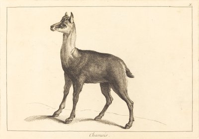Gemser (gemser) af Jacques Philippe Le Bas and Jean Eric Rehn after Jean Baptiste Oudry