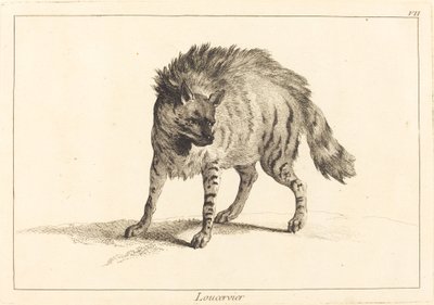 Loucervier (hyæne) af Jacques Philippe Le Bas and Jean Eric Rehn after Jean Baptiste Oudry