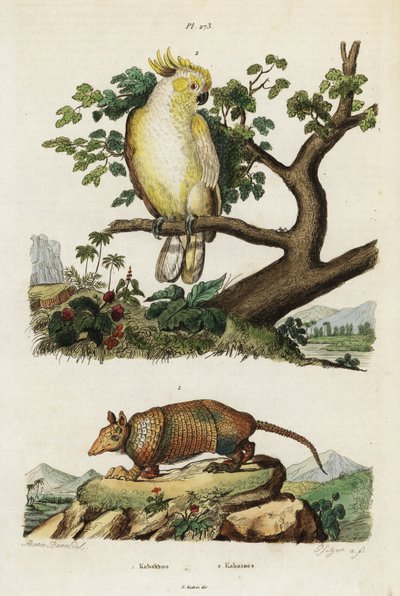 Gul-kakadue og bæltedyr. af Jacques Reyne Isidore Acarie Baron