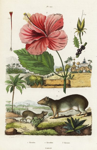 Klippehule og kinesisk hibiscus. af Jacques Reyne Isidore Acarie Baron