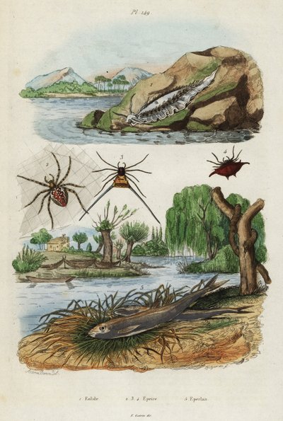 Søsnegl, haveedderkop og europæisk smelt., 1834-1839 (gravering) af Jacques Reyne Isidore Acarie Baron
