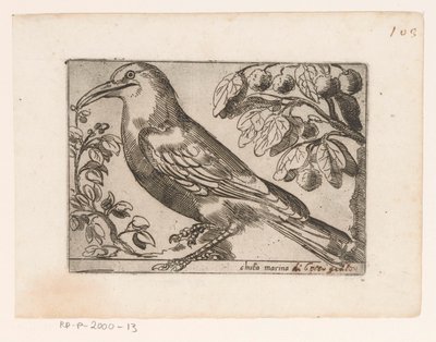 Vogel Chuta marina (titel på objekt) Vogels (serietitel) af Jacques de Fornazeris (possibly)