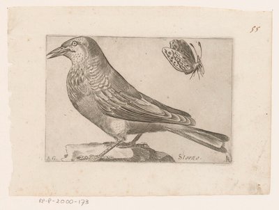 Stær (Sturnus vulgaris) Storno (titel på objekt) Fugle (serietitel) af Jacques de Fornazeris