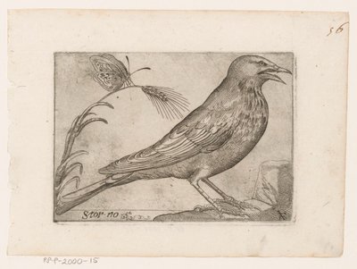 Stær (Sturnus vulgaris) Storno (titel på objekt) Fugle (serietitel) af Jacques de Fornazeris
