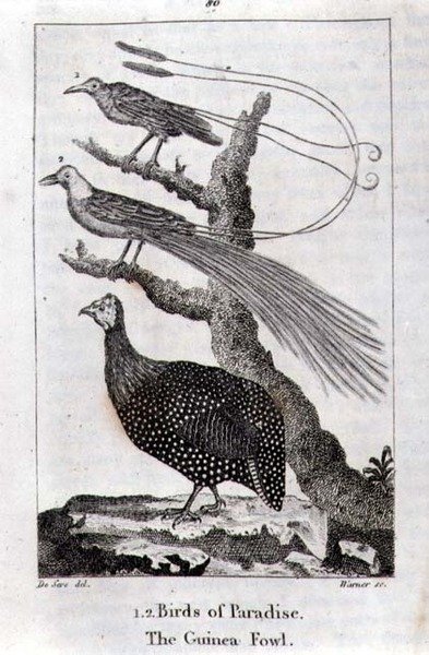 Birds of Paradise and a Guinea Fowl, fra 