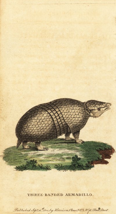 Brasiliansk trebåndet bæltedyr, Tolypeutes tricinctus, 1800 (gravering) af Jacques de Seve