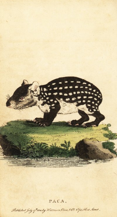Lowland paca eller plettet paca, Cuniculus paca., 1800 (gravering) af Jacques de Seve