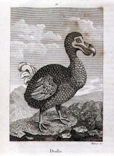 The Dodo, fra 