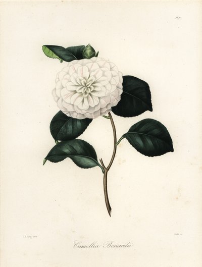 Sorten Camellia japonica, Camellia bonardii eller Camellia bonnardii af Jakob (after) Jung