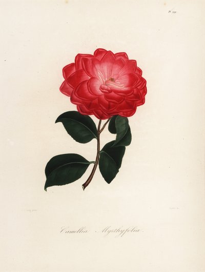 Sorten Camellia japonica, Camellia myrthyfolia af Jakob (after) Jung