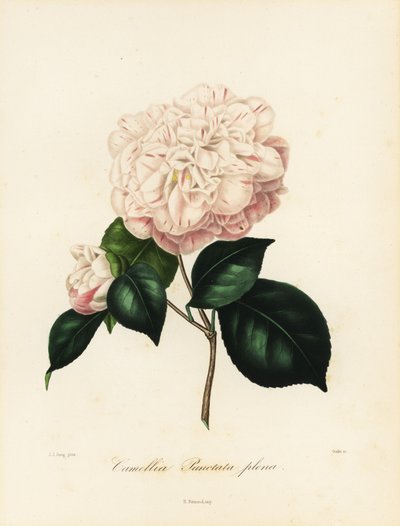 Sorten Camellia japonica, Camellia punctata plena af Jakob (after) Jung