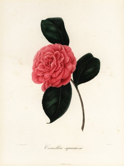 Sorten Camellia japonica, Camellia squamosa eller Camellia squammosa af Jakob (after) Jung