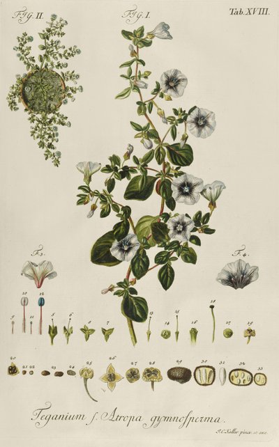 Convolvulus: Teganius f. Atropa gymnosperma fra "Rare Plants" af Jakob Christoph Keller