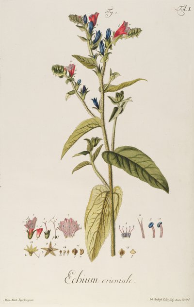 Echium: Orientale fra "Plante Icons", ca. 1763 (gravering) af Jakob Christoph Keller