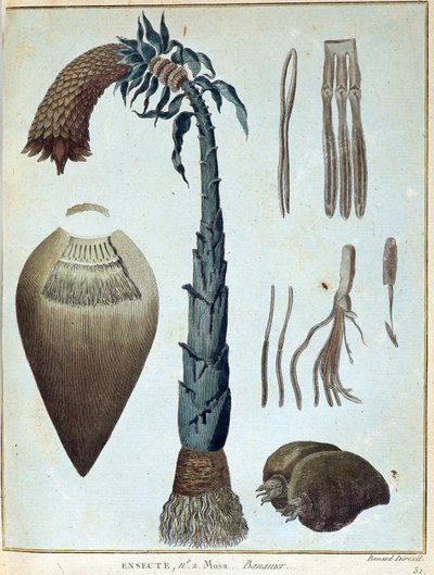 Banan - i "" Rejse til Nubien og Abessinien påtaget sig for at opdage Nilens kilder i årene 1768 til 1772", af James Bruce, vol. 1, Paris af James Bruce