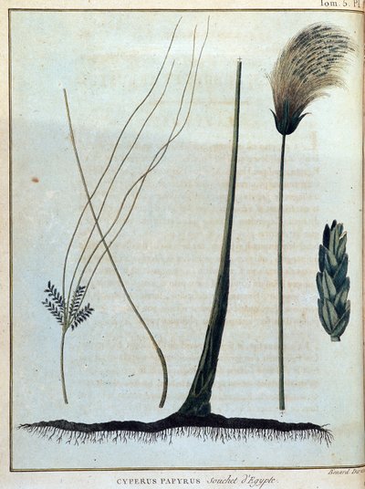 Cyperus papyrus, stamme af Egypten - i "" Rejse til Nubien og Abessinien påtaget sig for at opdage Nilens kilder i årene 1768 til 1772", af James Bruce, vol. 1, Paris af James Bruce