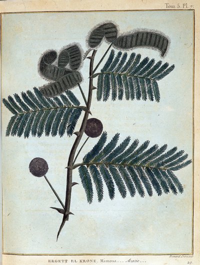 Ergett el Krone, mimosa - akacie - i "" Rejse i Nubien og Abessinien foretaget for at opdage Nilens kilder i årene 1768 til 1772", af James Bruce, vol. 1, Paris af James Bruce