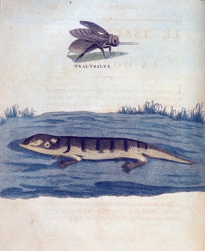 Fly og lezard - i "" Rejse i Nubien og Abessinien foretaget for at opdage Nilens kilder i årene 1768 til 1772", af James Bruce, Paris af James Bruce