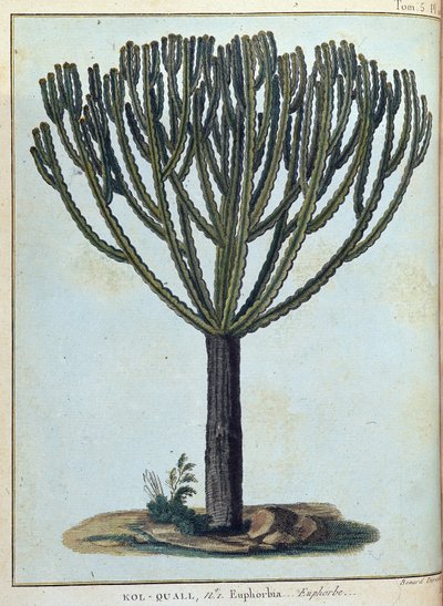 Kol-quall (Kol quall), euphorbia (kaktus) - i "" Rejsen til Nubien og Abessinien påtaget sig for at opdage Nilens kilder i årene 1768 til 1772", af James Bruce, vol. 1, Paris af James Bruce