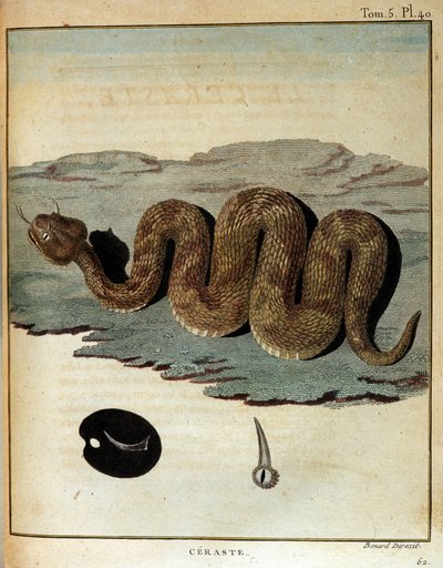Serpent - i "" Rejse til Nubien og Abessinien foretaget for at opdage Nilens kilder i årene 1768 til 1772", af James Bruce, Paris af James Bruce
