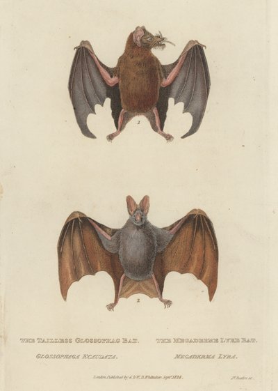 Haleløs Glossophag Bat og Megaderme Lyre Bat (farvet indgravering) af James (after) Basire