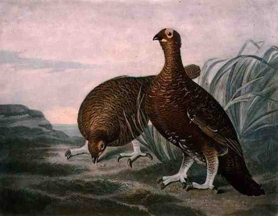 Red Grouse, plade 8 af British Feather Game, indgraveret af Charles Turner (1773-1857), pub. af R. Ackermann, ca. 1810 (mezzotintgravering) af James (after) Sillett