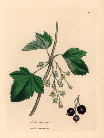 Solbærtræ, Ribes nigrum, fra en botanisk illustration af James Sowerby fra William Woodville og Sir William Jackson Hookers "Medical Botany" 1832 (håndfarvet kobberstik) af James (after) Sowerby