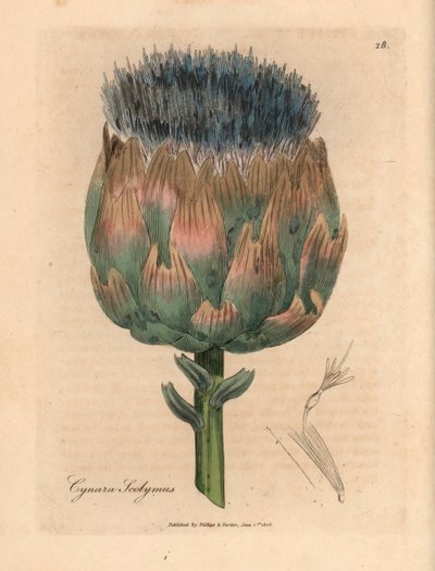 Blå og lilla blomstret artiskok, Cynara scolymus, fra en botanisk illustration af James Sowerby fra William Woodville og Sir William Jackson Hookers "Medical Botany" 1832 (håndfarvet kobberstik) af James (after) Sowerby