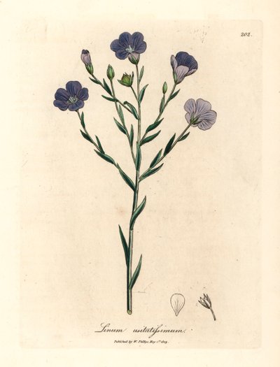 Blåblomstret hør, Linum usitatissimum, fra en botanisk illustration af James Sowerby fra William Woodville og Sir William Jackson Hookers "Medical Botany" 1832 (håndfarvet kobberstik) af James (after) Sowerby