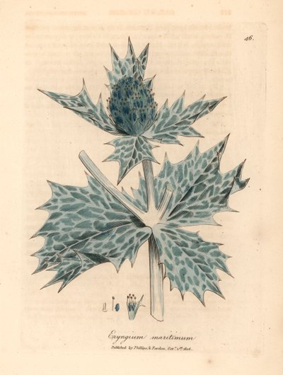 Blåblomstret kristtorn eller eryngo, Eryngium maritinum, fra en botanisk illustration af James Sowerby fra William Woodville og Sir William Jackson Hookers "Medical Botany" 1832 (håndfarvet kobberstik) af James (after) Sowerby