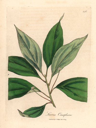 Kamfertræ, Laurus camphora, fra en botanisk illustration af James Sowerby fra William Woodville og Sir William Jackson Hookers "Medical Botany" 1832 (håndfarvet kobberstik) af James (after) Sowerby