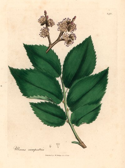 Almindelig elmetræ, Ulmus campestris, fra en botanisk illustration af James Sowerby fra William Woodville og Sir William Jackson Hookers "Medical Botany" 1832 (håndfarvet kobberstik) af James (after) Sowerby