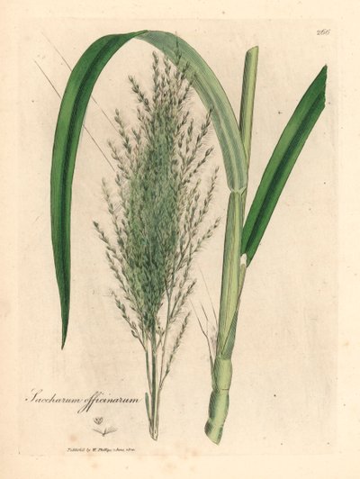 Almindelig sukkerrør, Saccharum officinarum, fra en botanisk illustration af James Sowerby fra William Woodville og Sir William Jackson Hookers "Medical Botany" 1832 (håndfarvet kobberstik) af James (after) Sowerby